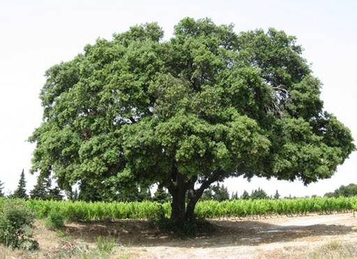 Quercus ilex (Chne vert)